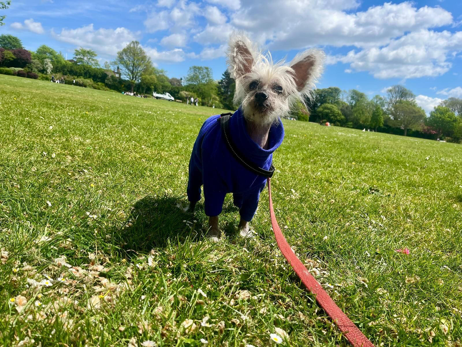 Small dog in park Chinese crested dog