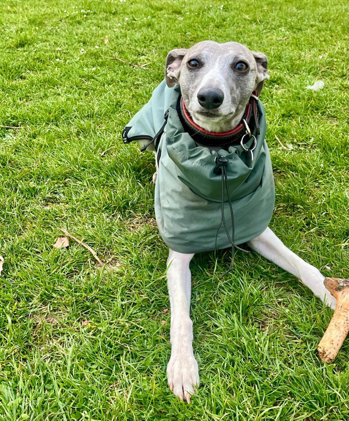 Whippet in Park