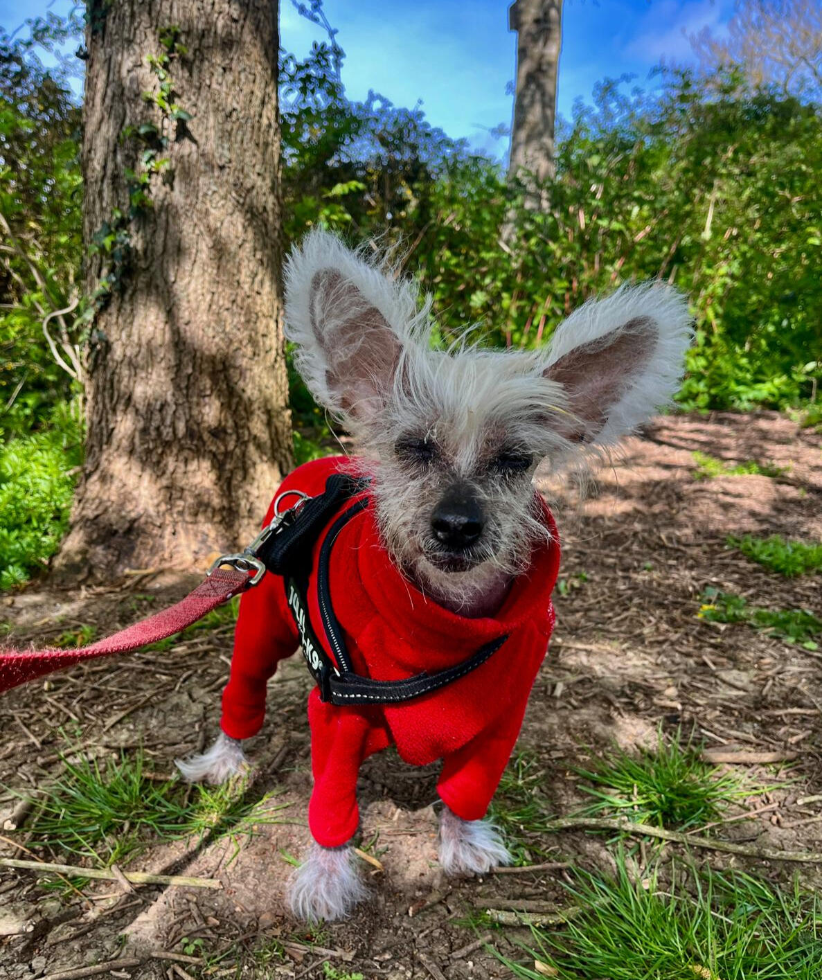 Chinese crested dog on dog walk