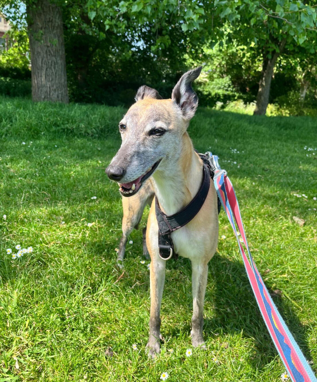 Whippet on dog walk