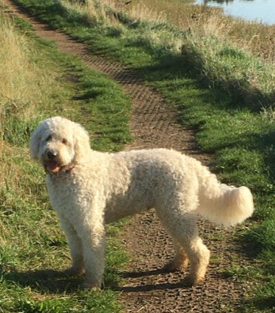 Laradoodle Lenny Dog on path