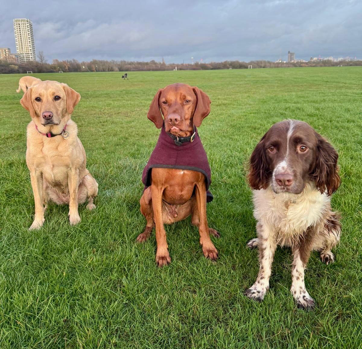 Labrador, Vislet and cocker spaniel