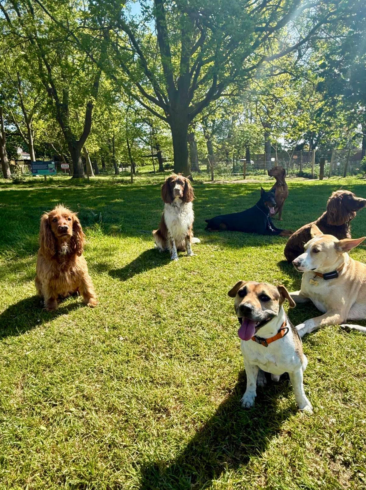 All breeds together