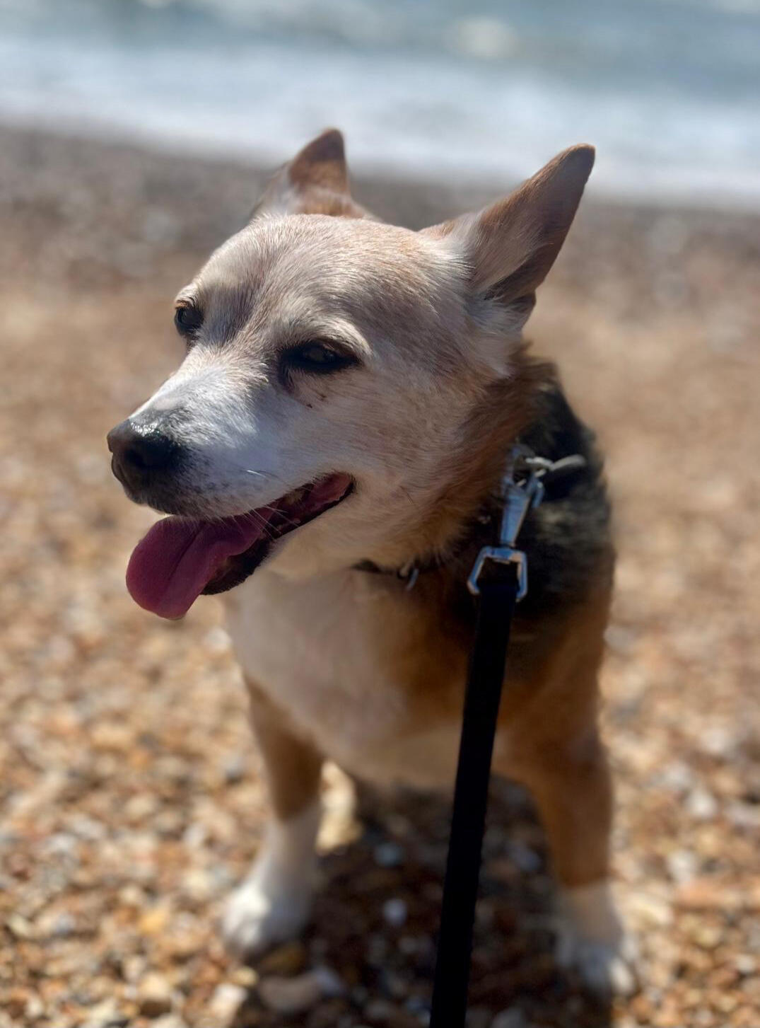 Max on Brighton beach
