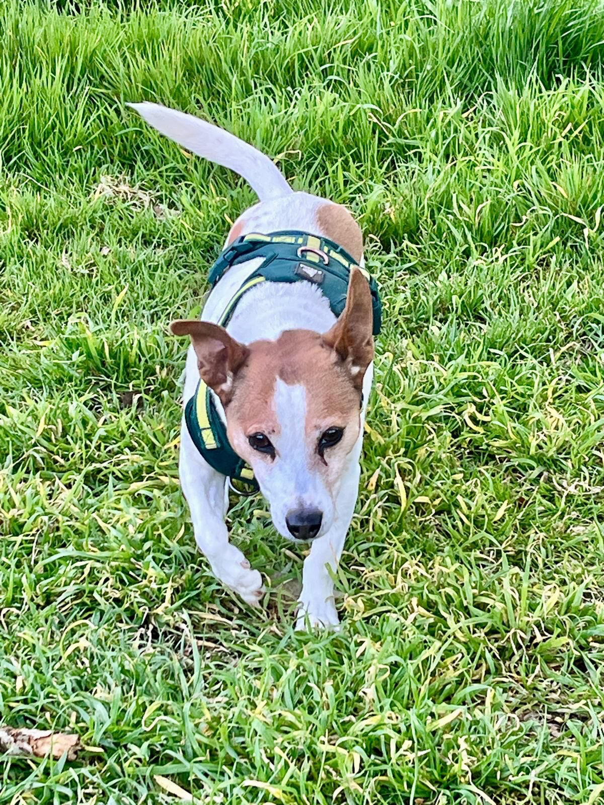 Jazzy on dog walk